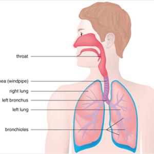 How To Treat Bronchitis - Some Medicine Which Will Help Fight Bronchitis
