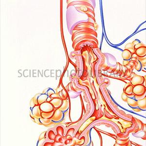 Bronchitis Pictures - Bronchitis Pictures