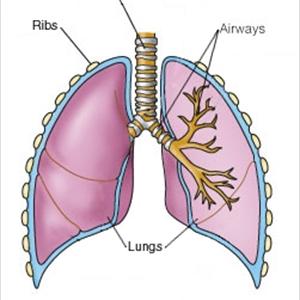 Signs Of Bronchial Infection - Learn To Treat Bronchitis Naturally Within Seven Days