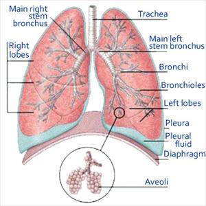 Home Remedies For B - Understanding Bronchitis Residence Remedies