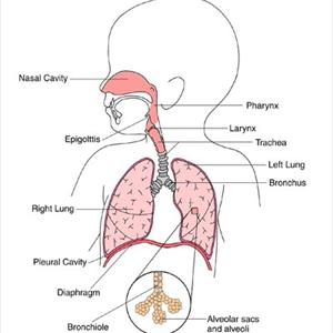 Best Throat Mucus Remover - Does Nouns Purifier Assist Asthma?